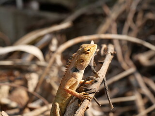 Orange color head of Male Oriental garden or Eastern garden or Changeable lizard on a branch with natural brown lbackground, Lizard in Thailand
