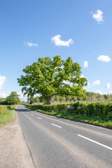 Oak tree by the roadside