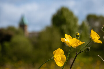 Obraz premium Abergavenny town hall roof blurred out with selective focus in background with pretty yellow flower meadow buttercup Ranunculus acris in the popular dog walking area Castle Meadows flood plain