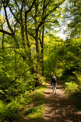 Obraz premium outdoor active lifestyle in British countryside. Lady walks through forest in Wales enjoying nature and green trees on a sunny day. hike in the wild for positive energy health and wellness
