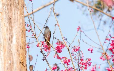 Mountain Bulbul bird hanging on a cherry blossom (sakura) tree. - 602916025