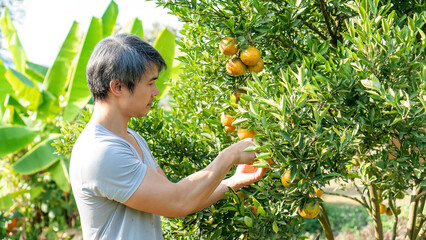 Gardener harvests tangerine oranges in an orchard. - 602916026