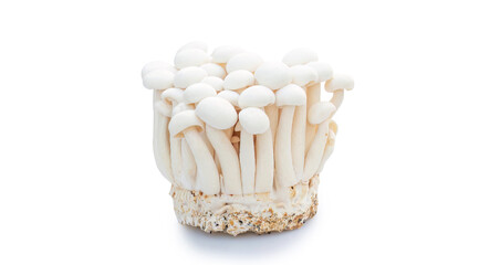 White Shimeji mushroom on a white background. - 602916034