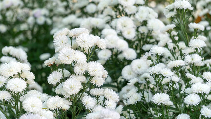 Close-up of white margaret flower plant in a garden. - 602916037