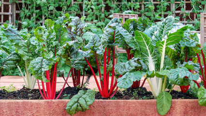 Swiss chard vegetable plant in a garden. - 602916052