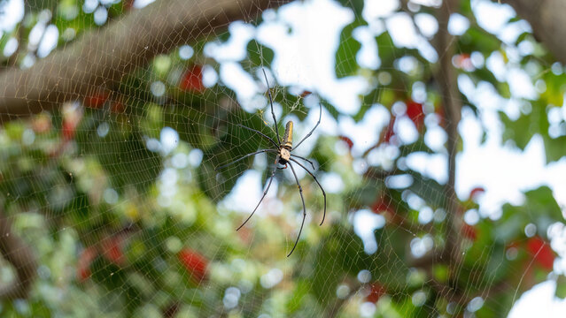 Close-up of giant golden orbweaver spider.