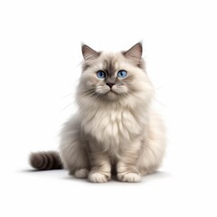 little furry Ragdoll cat with blue eyes sitting, white background. generative AI