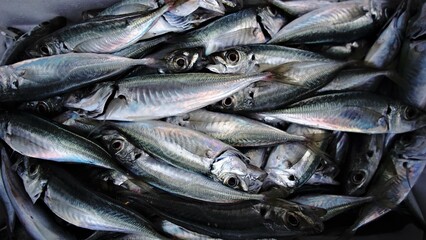 freshly caught fresh fish as a background