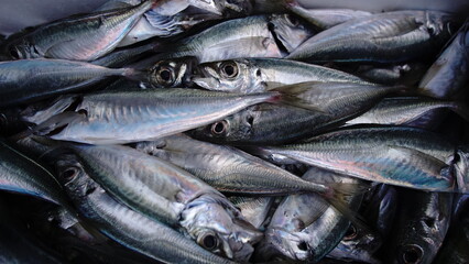 fresh fish caught as a background