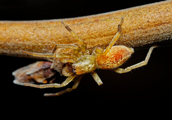 small spider climbing on a twig closeup macro.	
