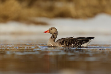 Greylag goose or graylag goose (Anser anser) swimming in the river in spring.