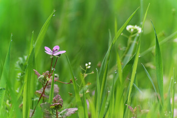Zielone tło naturalne, fioletowy kwiat, krajobraz wiosny.