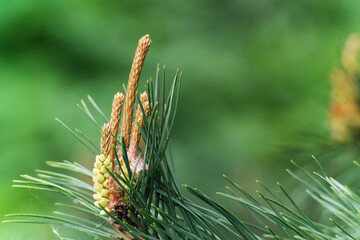 Młode nierozwinięte szyszki na świerku wiosenną porą.