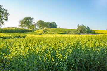 Obraz premium field of rapeseed