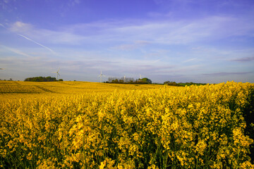 Obraz premium field of rapeseed