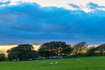 Fototapeta na wymiar Sunset, clouds and sheep at Beachy Head on the South Downs