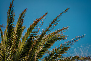 Obraz na płótnie Canvas Palm tree fronds against a blue sky.