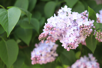 Fototapeta na wymiar Lilac in the park. Flowering branch of violet lilac close-up. Blooming tender lilac flowers
