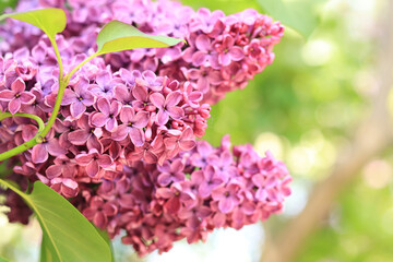 Lilac in the park. Flowering branch of pink lilac close-up. Blooming tender lilac flowers