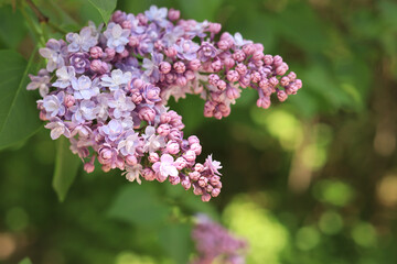 Beautiful double light pink lilac flowers in a spring garden. Lush spring blooming