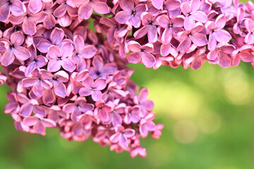 Lilac flowers close-up on a blurred green background. Floral background with pink lilac flowers. An abundance of lilac flowers for a romantic floral banner