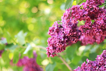 Fototapeta na wymiar Purple lilac bush blooming in May day. Lilac in the park. Lush spring blooming. Blurred background for text with bloom pink lilac branch in foreground