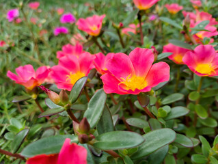 Purslane flower is a plant from the Portulaca family