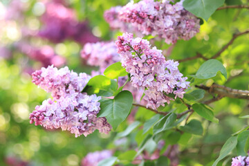 Beautiful double lilac flowers in a spring garden. Gentle blooming light pink spring lilac branch on blurred background.  Lush spring blooming