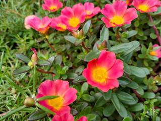 Purslane flower is a plant from the Portulaca family