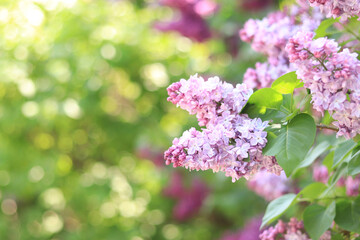 Beautiful double lilac flowers in a spring garden. Gentle blooming light pink spring lilac branch on blurred background.  Lush spring blooming