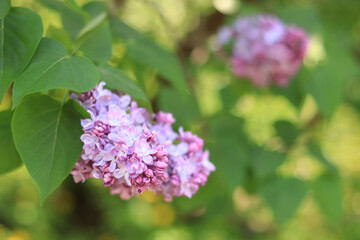 Beautiful double lilac flowers in a spring garden. Gentle blooming light pink spring lilac branch on blurred background.  Lush spring blooming
