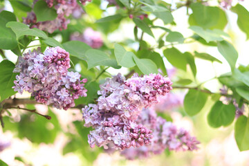 Beautiful double lilac flowers in a spring garden. Gentle blooming light pink spring lilac branch on blurred background.  Lush spring blooming