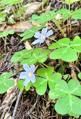 Oxalis acetosella wood sorrel in bloom, white flowering plant in forest, bunch of flowers