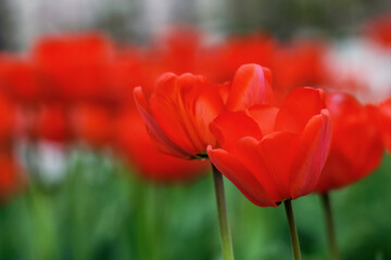 Obraz premium red tulips in the park. greeting card background