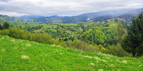 green spring mountain landscape with fields. carpathian countryside scenery on a cloudy morning