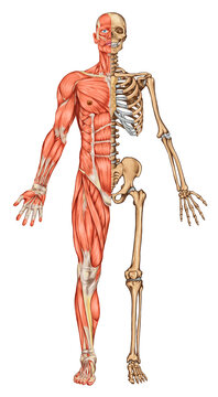 Human skeleton and muscles, anterior view. Anatomy of human skeletal and muscular systems