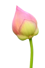 Rolgordijnen Isolated of roseum plenum lotus flower on white background. © Rassamee design