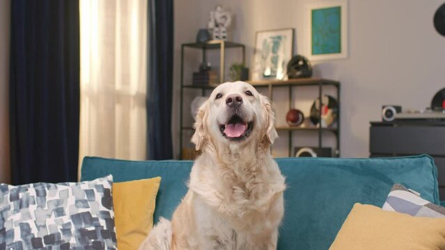 Zooming in on golden labrador retriever sitting on blue couch in living room. Furry domestic animal looking on camera while breathing with tongue out. Resting at home. Concept of pets.