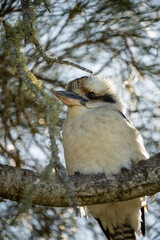 Close up portrait of a Kookaburra sitting a tree in outback Australia 