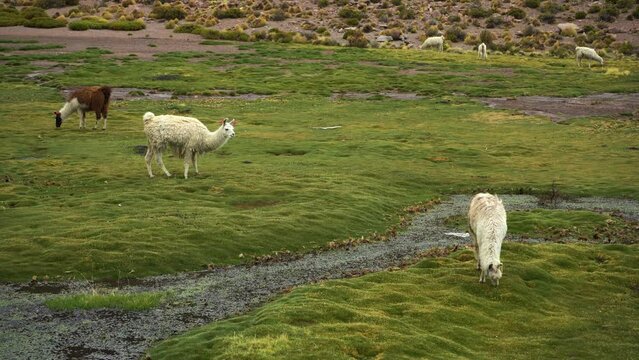 Group of Llamas on Green Grassy Field. Potosi Department, Bolivia. 