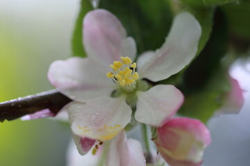 Fototapeta na wymiar Apple blossom after rain