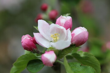 Apple blossom after rain