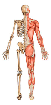 Human skeleton and muscles, posterior view. Anatomy of human skeletal and muscular systems
