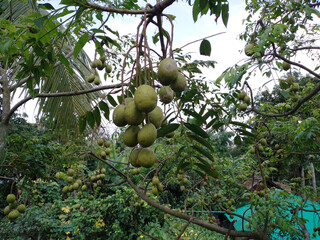 Hog plum fruit with green tree. June plum is a medicinal herbs food. Tropical fruits. Seasonal food in Asia.