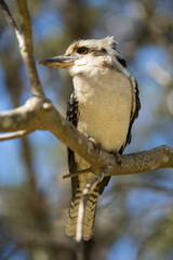 Close up of a beautiful Kookaburra bird in a gum tree in Australia. Australian Native bird.
