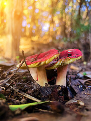 A couple of two red mushrooms in the autumn forest between brown leaves