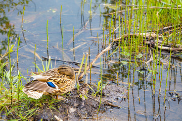 wild duck sits on a swamp in the forest.