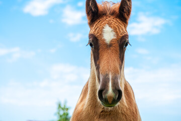 A one-year-old foal, grazing in a pasture alone, near a ranch or horse farm. Against the background...