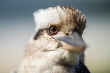 Close up of a beautiful Kookaburra bird in a gum tree in Australia. Australian Native bird.