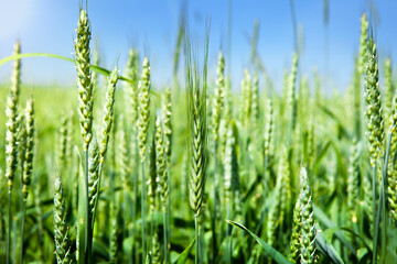 Ears of green wheat, close-up, against the blue sky. Rich harvest idea, harvest time concept.